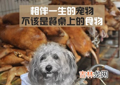 郑州实施养狗新政 大批宠物狗被宰卖食用