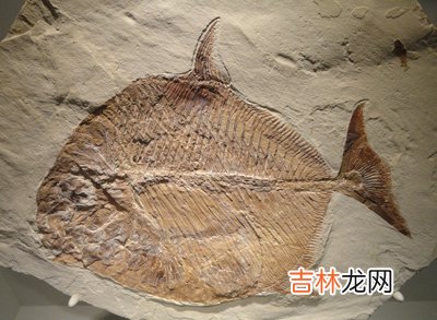 重庆开县石匠修渠凿出500万年前远古鱼化石