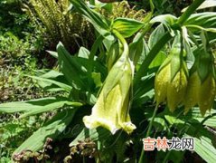 大钟花绝迹40年后神秘重现 可能制药造福