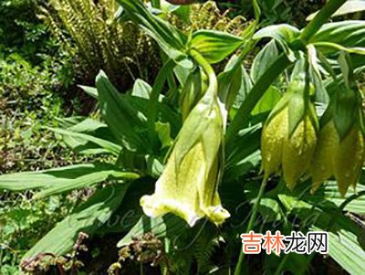 大钟花绝迹40年后神秘重现 可能制药造福