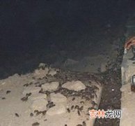 卫生部公布本年度第二例因鼠疫死亡的病例