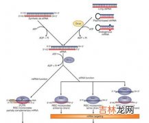 我国专家植物抗虫研究取得重要突破