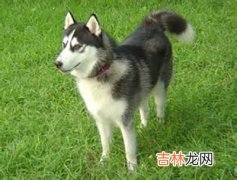 广西狂犬病发病数比去年略有增加 疫情上升三因素