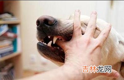 我国12月报告传染病死1千人 狂犬病居首