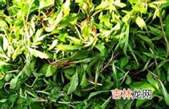 早春食野菜营养价值高