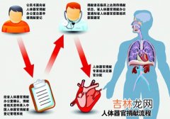 新技术让器官移植者免服抗排异药