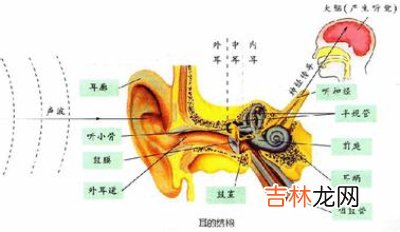 突发性耳聋“盯”上中青年