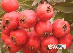 患者胃石大如鸡蛋 医生提醒慎食生山楂