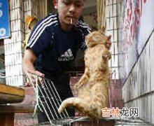 湖南一餐馆卖“水煮活猫”吓跑顾客