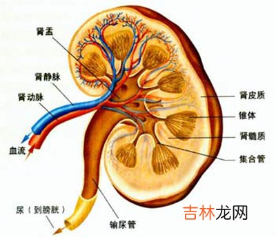 谷类食品也“快餐” 健康与否引争议