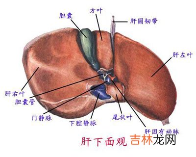 科技部：病毒性肝炎科技攻关取得巨大成就