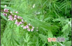 益母草美容佳品 外敷内用很有效