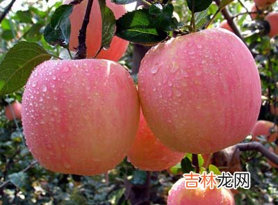 美白肌肤的的蔬果有哪些