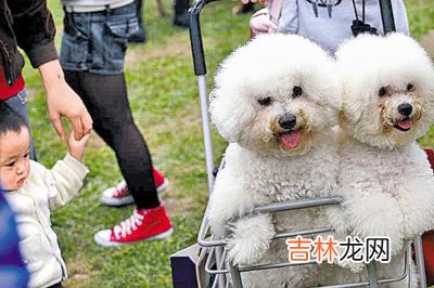 天气炎热宠物易怒 夏季更要留心预防狂犬病发生