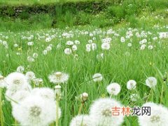 春天多吃野菜可防癌组