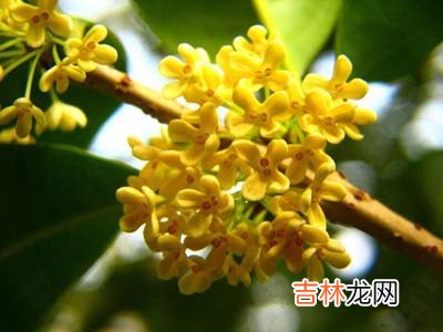 常喝五种鲜花茶，展现极致女性美