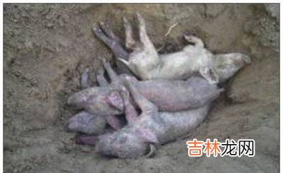 广东猪场仔猪大量死亡 已排除重大疫病可能