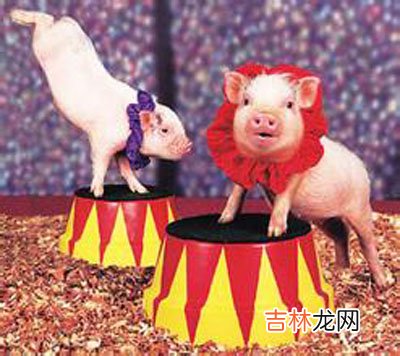 猪猪运动会冠军赐名东方之猪 终身不宰杀