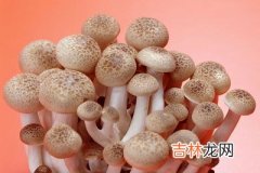 食用蘑菇美容 预防皱纹的王牌