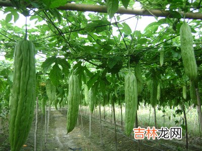 多吃蔬菜能防癌