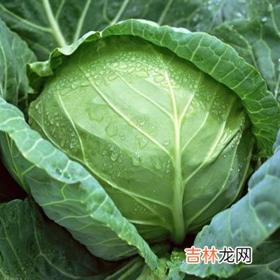 包菜毒倒广州44名员工 医院发热门诊爆满