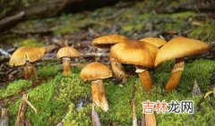 云南四人食用野生菌死亡 有关部门发警告