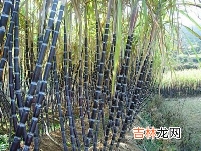 好吃的水果 养出好肌肤