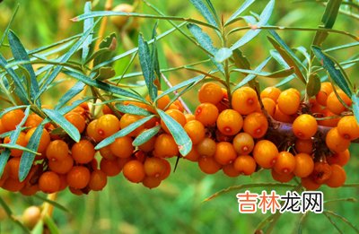 夏季賤賣水果能美白