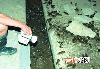 湖南洞庭湖区爆发鼠灾 已捕杀90吨老鼠