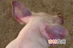 江苏省首次发生猪蓝耳病 防疫情蔓延扩散