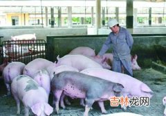 养猪户仍不愿意养猪 广西下半年生猪供应仍趋紧