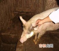 山西省各级动检部门严查高致病性猪蓝耳病