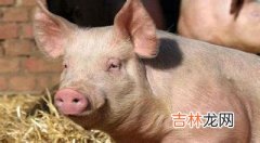 上海首例克隆猪10天增重一倍 有望用于器官异种移植