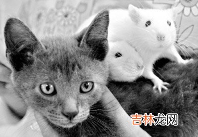 哥伦比亚用猫陪着老鼠练习找地雷