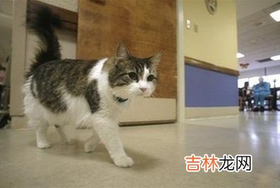 小猫能预知生死 美特异小猫成名人