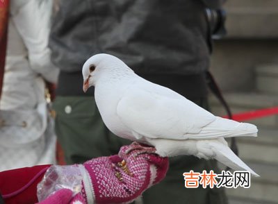 女孩与鸽子演绎人鸽奇缘