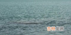 新疆喀纳斯湖再现不明水生物