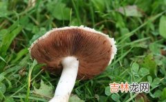 食野蘑菇两人中毒致死 来源不明蘑菇危险