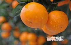 保湿水果 从内到外都水嫩