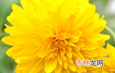 三种鲜花 让美容芬芳怡人