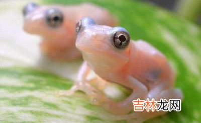 日本科学家培育出透明青蛙 可用于医学研究
