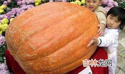 74公斤巨型“太空南瓜”亮相西宁