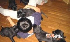 中国11月传染病死697人 狂犬病居首