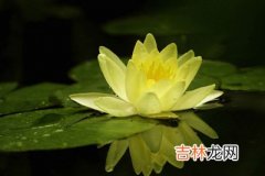 4种花茶 喝起来有讲究