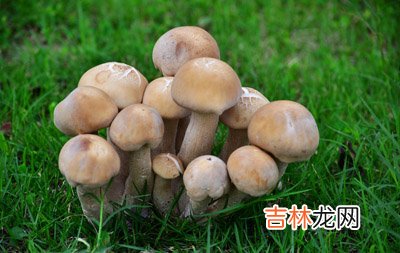 你不可不吃9大食物