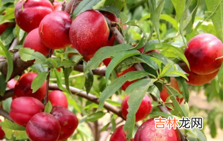 西瓜和桃子能一起吃吗