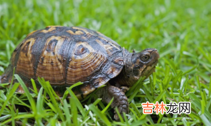 养龟用加热棒好还是不用好