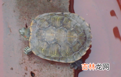 养龟用加热棒好还是不用好