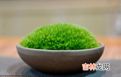 盆栽土上面长青苔是好是坏
