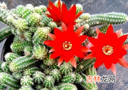 仙人指老不开花是怎么回事